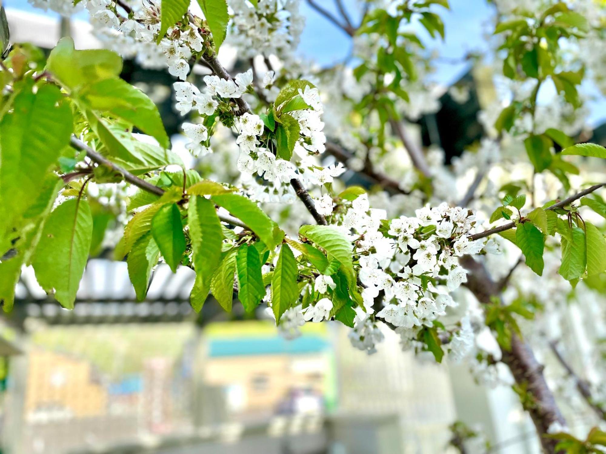 Shinsei Hotel Shakotan Ngoại thất bức ảnh